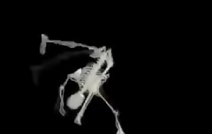 Esqueleto Corno Manso