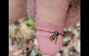 wasp on cock